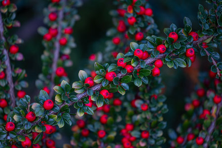 Beautiful red berries growing in the branch of bush in oriental park in autumn. Natural background.