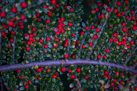 Beautiful red berries growing in the branch of bush in oriental park in autumn. Natural background.の写真素材