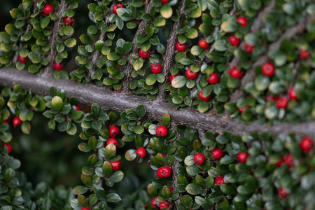 Beautiful red berries growing in the branch of bush in oriental park in autumn. Natural background.の写真素材