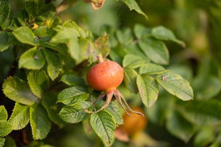 Beautiful red rose hip fruits growing in the bush during summer. Natural scenery with native plants in Latvia, Northern Europe.の写真素材