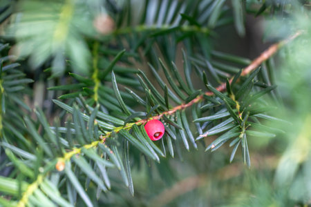 Beautiful red berry of yew tree during autumn. Natural parkland scenery.の写真素材