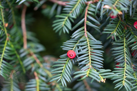 Beautiful red berry of yew tree during autumn. Natural parkland scenery.の写真素材
