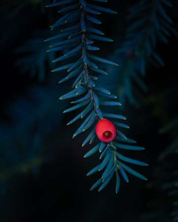 Beautiful red berry of yew tree during autumn. Natural parkland scenery.の写真素材