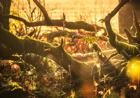 Beautiful forest scenery with native trees. Autumn in the woodlands of Latvia, Northern Europe.の写真素材