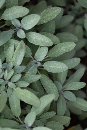 A beautiful details of bush leaves. Natural parkland scenery.の写真素材