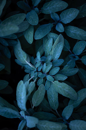 A beautiful details of bush leaves. Natural parkland scenery.の写真素材