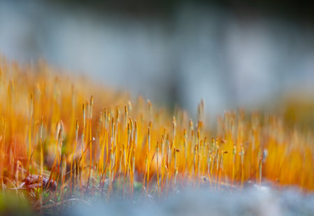 Beautiful tiny moss flowers during springtime in Sweden. Natural scenery of Scandinavia.の写真素材