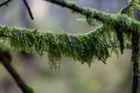 Beautiful green moss hanging from the branches of tree. Natural woodlands scenery.の写真素材