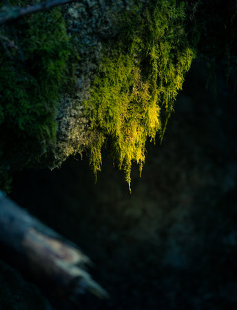 Beautiful green moss hanging from the branches of tree. Natural woodlands scenery.の写真素材