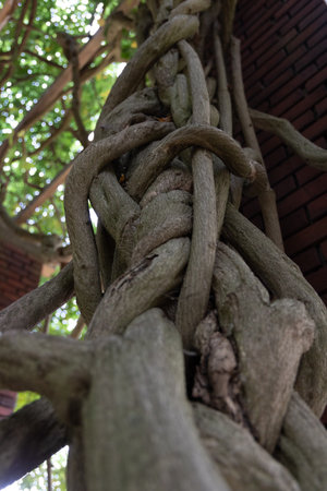 A beautiful clode-up of the tree trunk in woodlands. Natural forest scenery.
