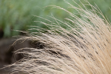 Beautiful autumn scenery with sunlit grass. Warm, brown colors.の写真素材