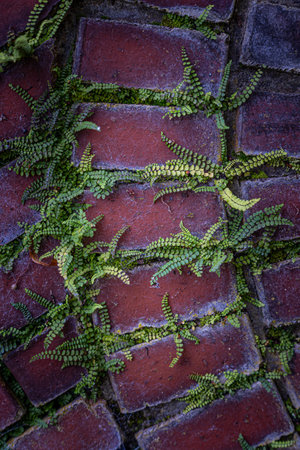 Small, beautiful plants growing on the red brick wall. Beautiful autumn scenery of park in Germany.の写真素材