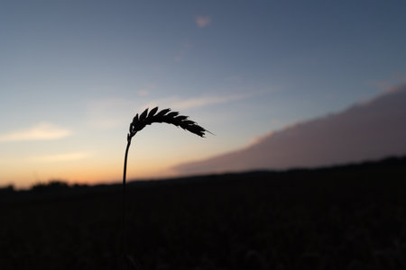 Beautiful barley crop silhouette gainst the morning sky. Natural summer scenery of fields in Latvia, Northern Europe.の写真素材