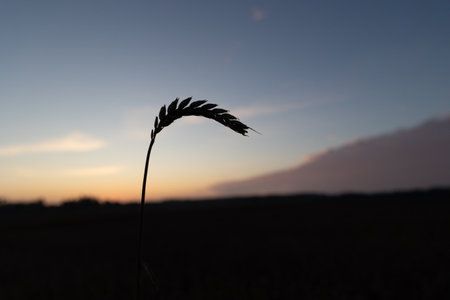Beautiful barley crop silhouette gainst the morning sky. Natural summer scenery of fields in Latvia, Northern Europe.の写真素材