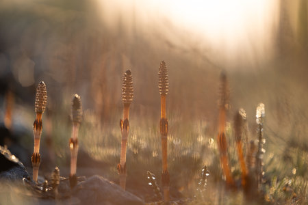 Beautiful horsetail plant growing in the spring sunrise. Natural scenery of Latvia, Northern Europe.の写真素材