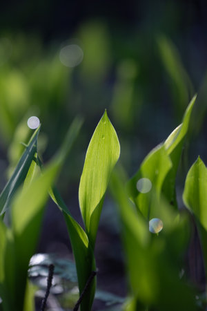 Beautiful fresh green leaves of the lily of the valley growing in the spring forest. Natural woodlands scenery of Latvia, Northern Europe.の写真素材