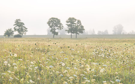 Beautiful misty morning scenery with local plants in the foreground. Natural landscape of Latvia, Northern Europe.の写真素材
