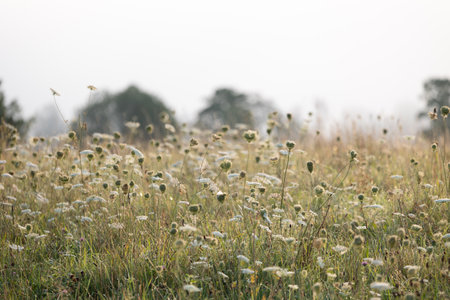 Beautiful misty morning scenery with local plants in the foreground. Natural landscape of Latvia, Northern Europe.の写真素材