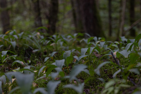 Beautiful sprintime scenery with native plants growing in the countryside of Latvia, Northern...