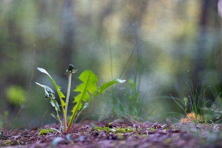 Beautiful sprintime scenery with native plants growing in the countryside of Latvia, Northern Europe.の写真素材