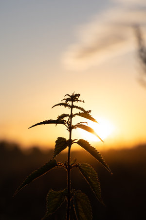 Beautiful sunrise scenery with meadow silhouettes against the sky. NAtural morning in rural Latvia.の写真素材