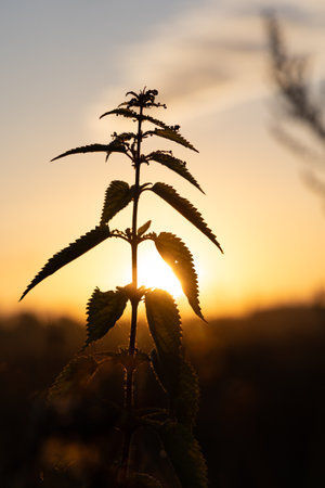 Beautiful sunrise scenery with meadow silhouettes against the sky. NAtural morning in rural Latvia.の写真素材
