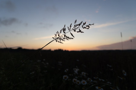 Beautiful sunrise scenery with meadow silhouettes against the sky. NAtural morning in rural Latvia.の写真素材