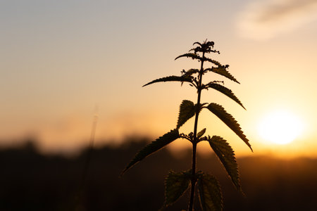 Beautiful sunrise scenery with meadow silhouettes against the sky. NAtural morning in rural Latvia.の写真素材