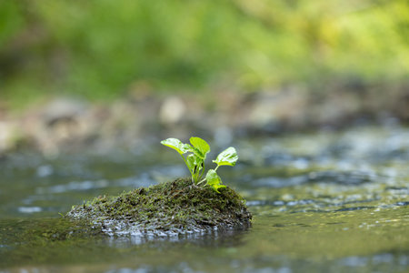 Beautiful summer scenery with plants growing near the water. Natural landscape of Latvia, Northern Europe.の写真素材