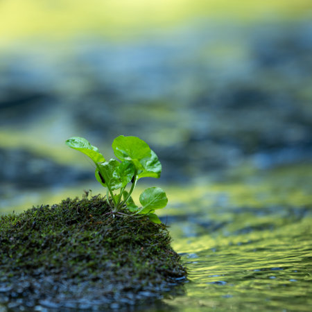 Beautiful summer scenery with plants growing near the water. Natural landscape of Latvia, Northern Europe.の写真素材