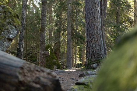 A beautiful sunny forest in Tividen National Park in Sweden. Natural springtime scenery of...