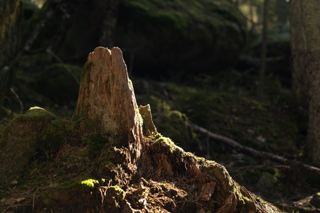 A beautiful sunny forest in Tividen National Park in Sweden. Natural springtime scenery of...