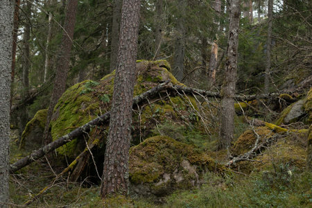 Beaituful hude boulders in the Tividen National Park in Sweden. Natural springtime scenery of forest...