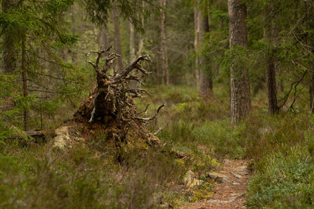 Beautiful scenery of Tividen National Park in sweden with old trees. Natural springtime landscape of...