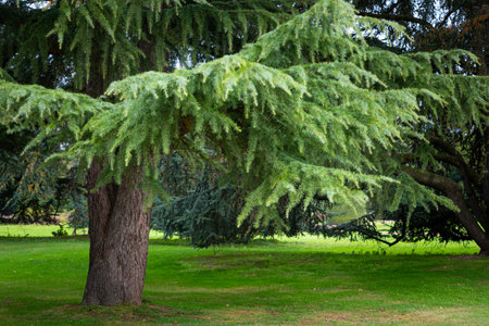 A beautiful autumn day in the Nordpark, Dusseldorf, Germany. Publick park scenery with trees and plants.の写真素材