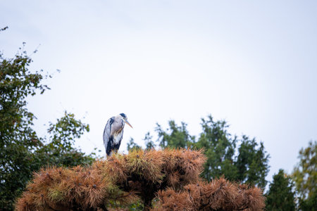 A beautiful oriental garden scenery in Nordpark, Dusseldorf, Germany. Autumn landscape in public park.の写真素材