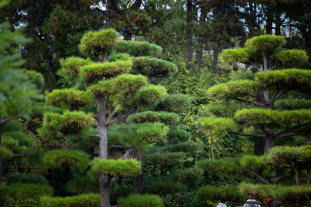 A beautiful oriental garden scenery in Nordpark, Dusseldorf, Germany. Autumn landscape in public park.の写真素材