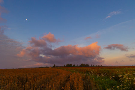 A beautiful summer sunrise over the crop field. Natural morning landscape of rural Latvia, Northern Europe.の写真素材