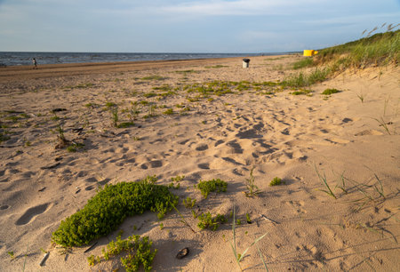 A beautiful summer beach scene with plants growing in the sand. Natural landscape of Baltic Sea shore in Latvia.の写真素材