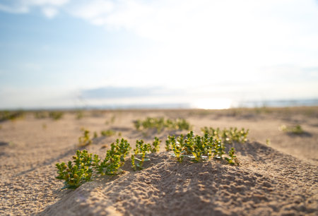 A beautiful summer beach scene with plants growing in the sand. Natural landscape of Baltic Sea shore in Latvia.の写真素材