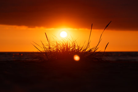A beautiful sunset scenery at the beach with native grass silhouettes. Colorful summer landscape at the Baltic Sea in Latvia.の写真素材