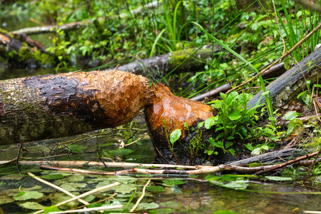 A small beaver made pond in the middle of the forest. Natural summer scenery of woodlands in Latvia.の写真素材