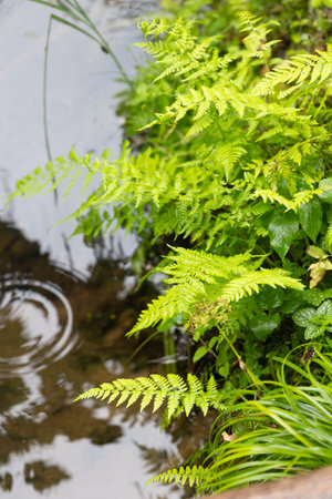 A small beaver made pond in the middle of the forest. Natural summer scenery of woodlands in Latvia.の写真素材