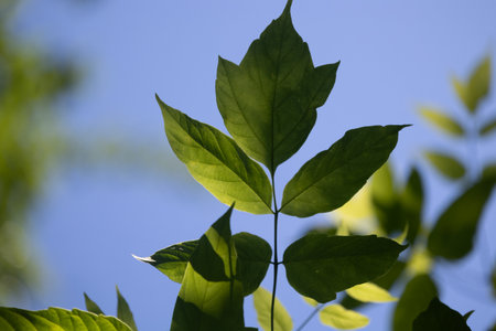 Beautiful bright green ash tree leaves in the sunny forest. Natural summer scenery of woodlands in...
