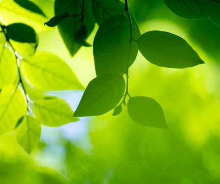 Beautiful bright green bird cherry leaves in the sunny forest. Natural summer scenery of woodlands in Latvia.の写真素材