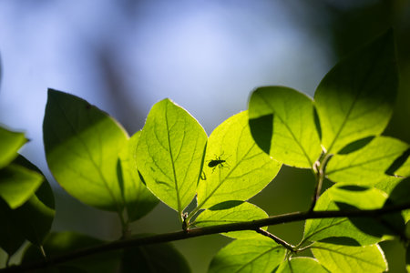 Beautiful bright green bird cherry leaves in the sunny forest. Natural summer scenery of woodlands in Latvia.の写真素材
