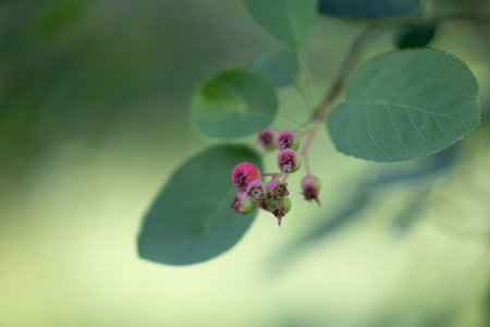 Beautiful green and pink berries of alder buckthorn in sunny summer forest. Natural woodlands scenery of Latvia, Northern Europe.の写真素材