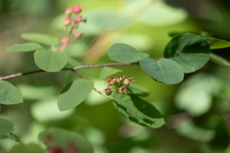 Beautiful green and pink berries of alder buckthorn in sunny summer forest. Natural woodlands scenery of Latvia, Northern Europe.の写真素材