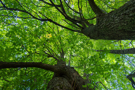 Huge linden trees with green leaves from below. Natural summer scenery of the forest in Latvia.