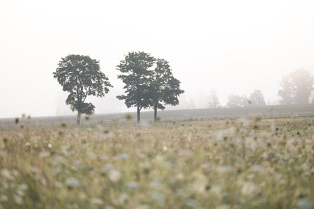 Beautiful misty summer meadow in rural Latvia. Natural scenery during morning.の写真素材